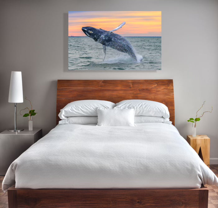 Humpback Whale Breach VB 2024 Photo - By Wright Coast Photography