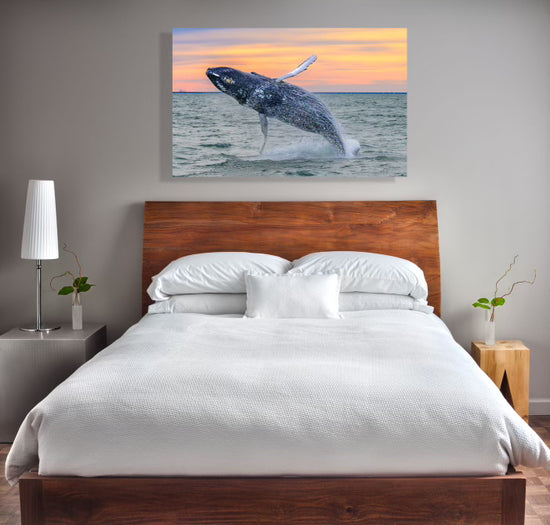Humpback Whale Breach VB 2024 Photo - By Wright Coast Photography